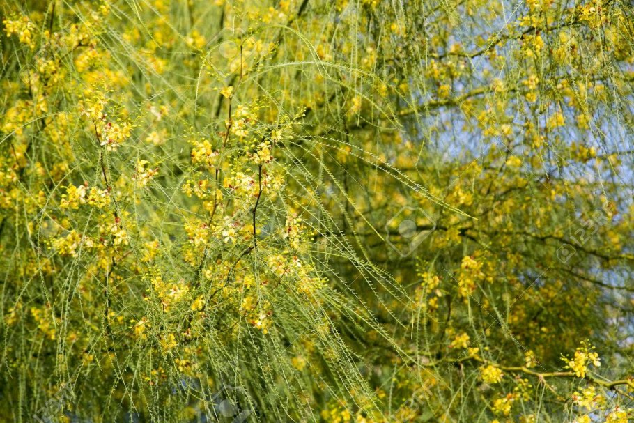 Parkinsonia рисунок