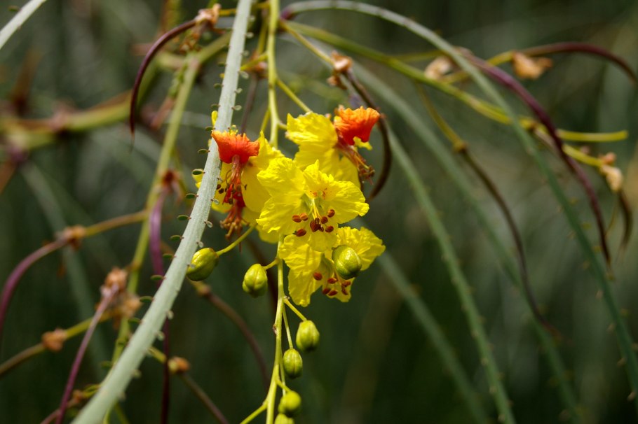 Parkinsonia aculeata