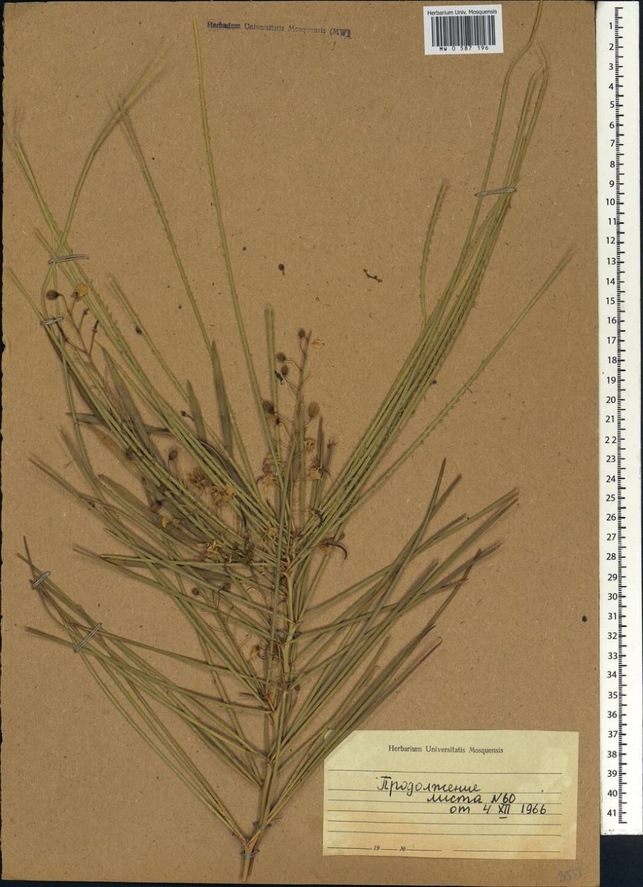 Канакиль Паркинсония