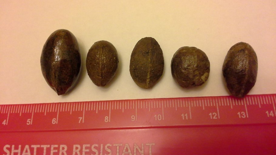 Parkinsonia aculeata