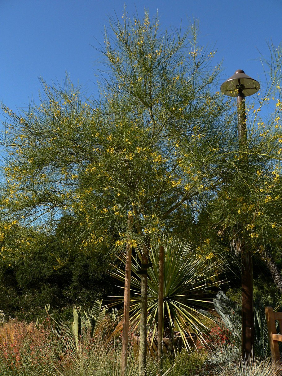 Palo Verde Museum Tree