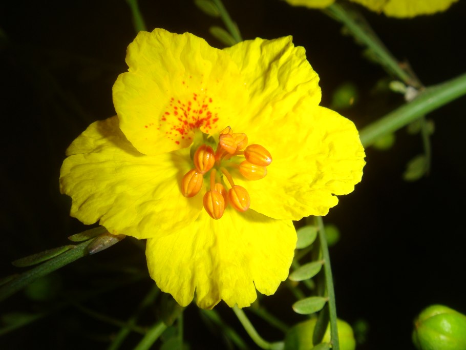 Parkinsonia aculeata