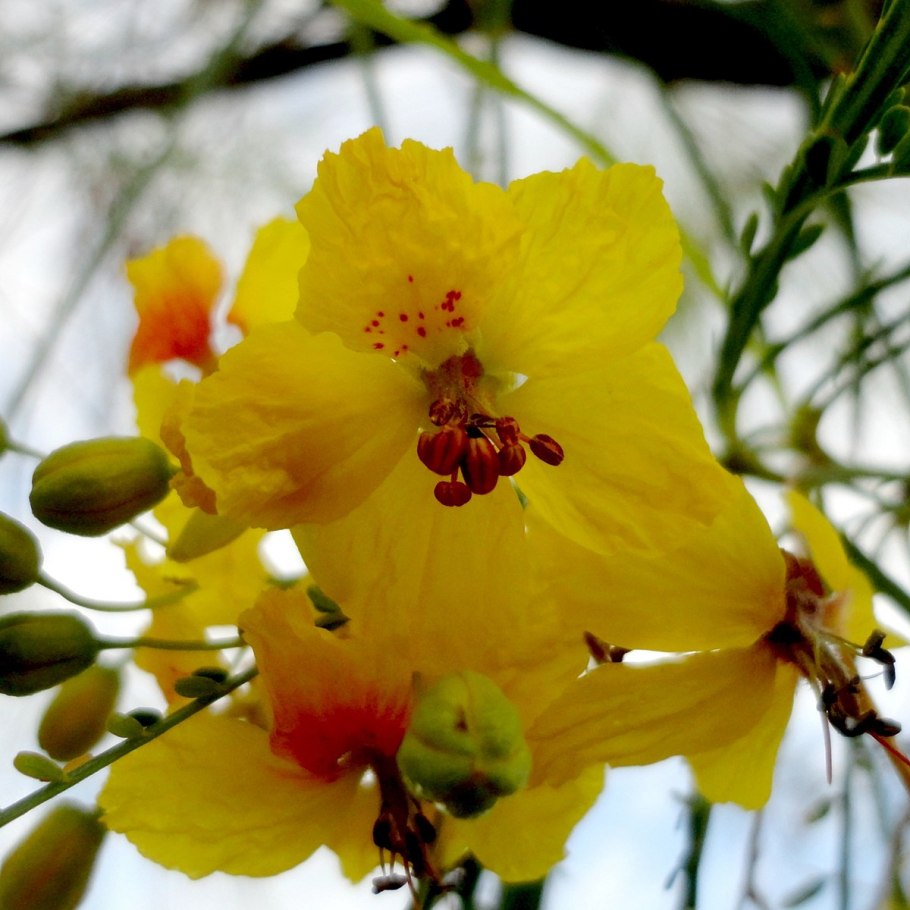 Самые крепкие семена мексиканских растений