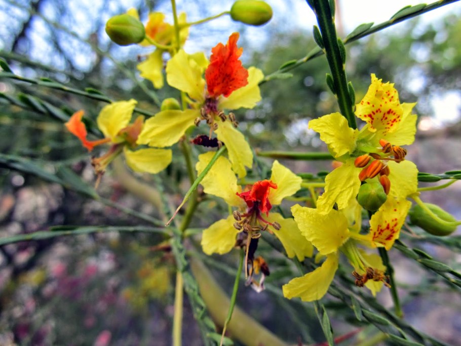 Паркинсония остролистная
