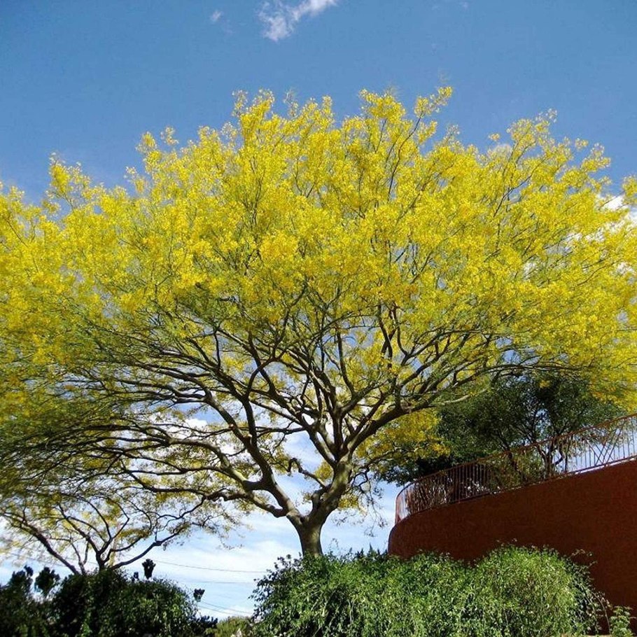 Переския грандифлора