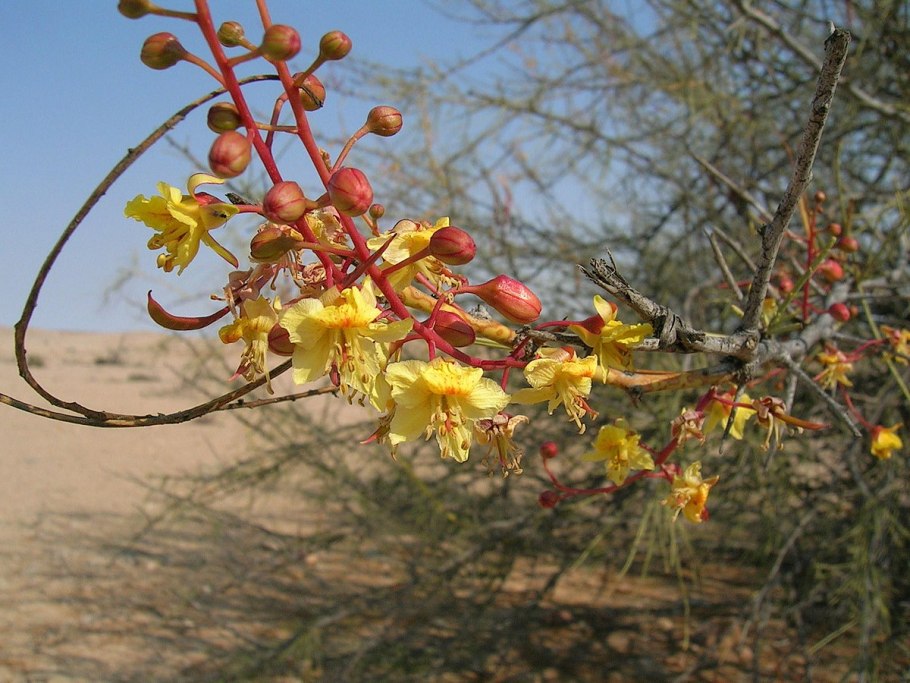Parkinsonia aculeata
