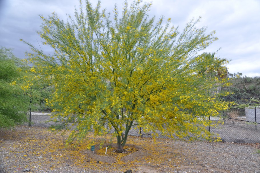 Паркинсония остролистная