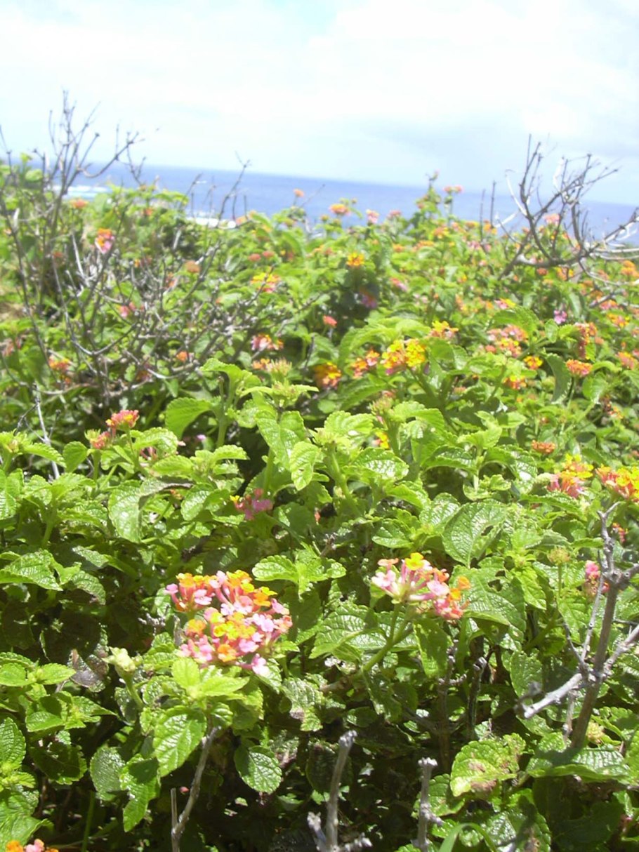 Dissotrocha aculeata (WISZ.),