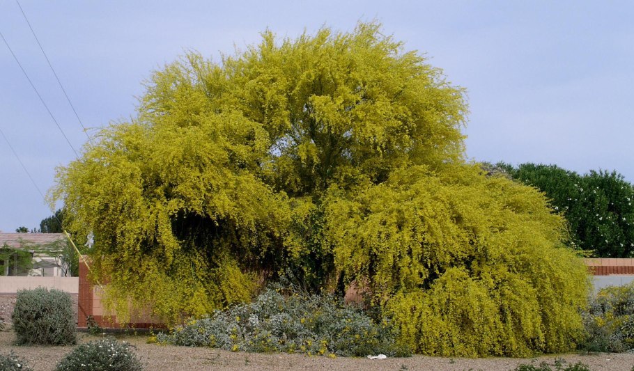 Паркинсония дерево