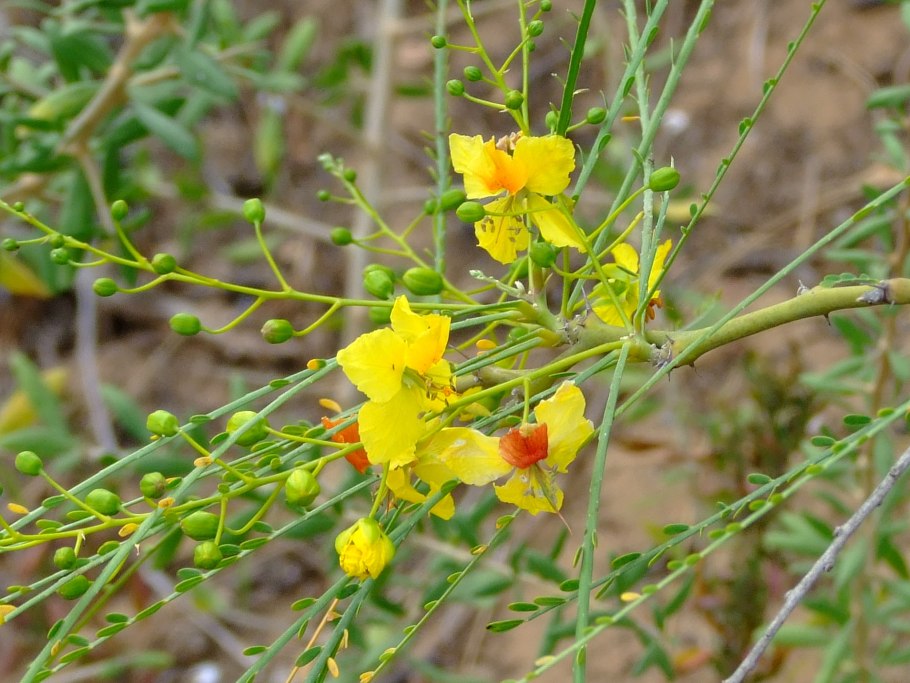 Терн Иерусалимский Паркинсония