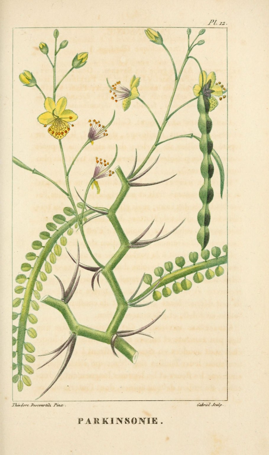 Parkinsonia рисунок