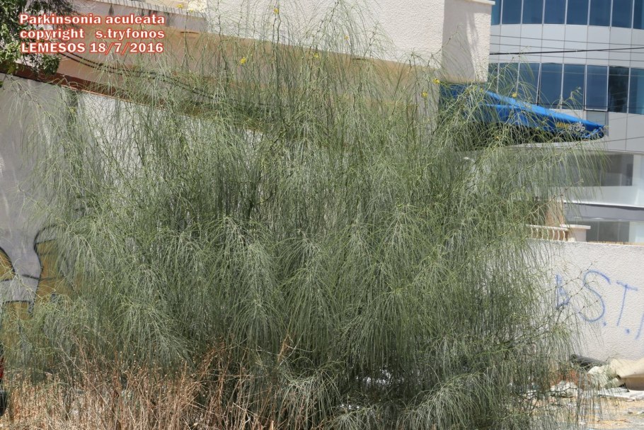 Parkinsonia aculeata