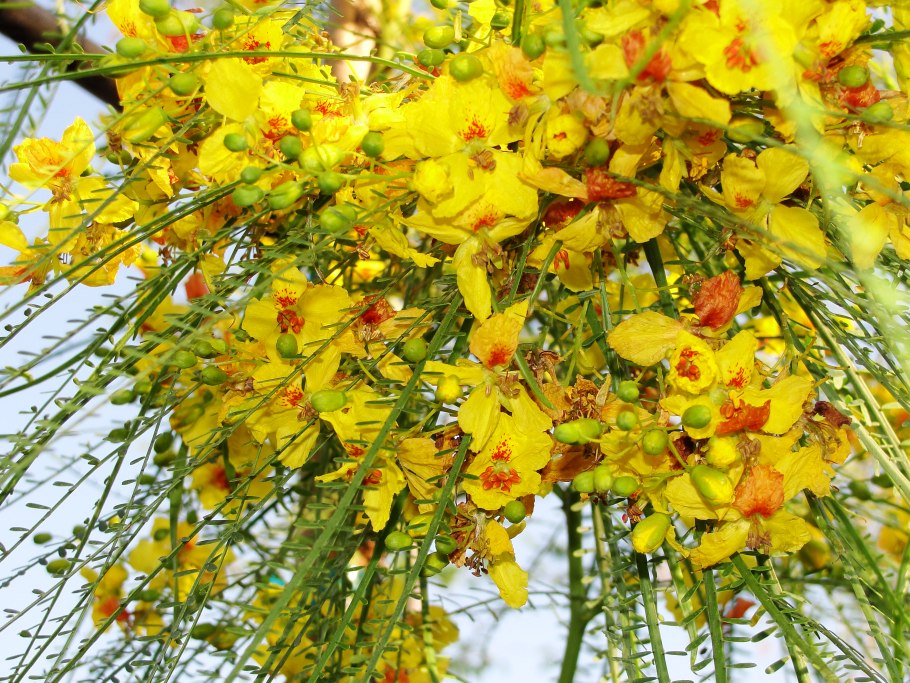 Parkinsonia aculeata