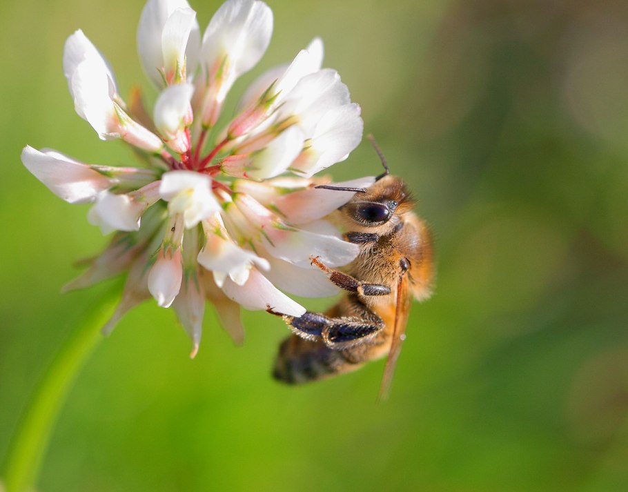 Донник буркун