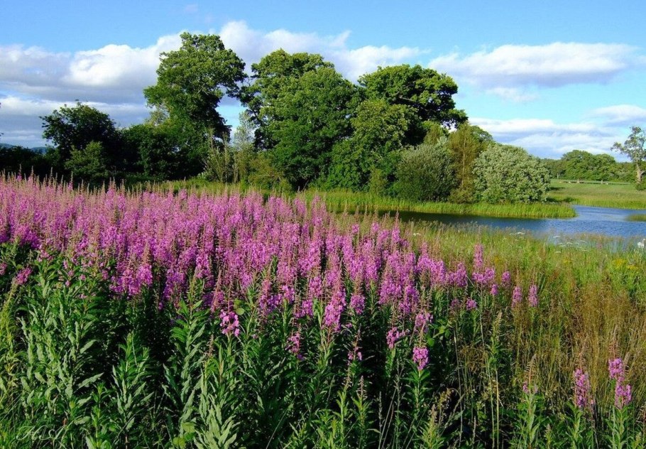 Шалфей и пчелы