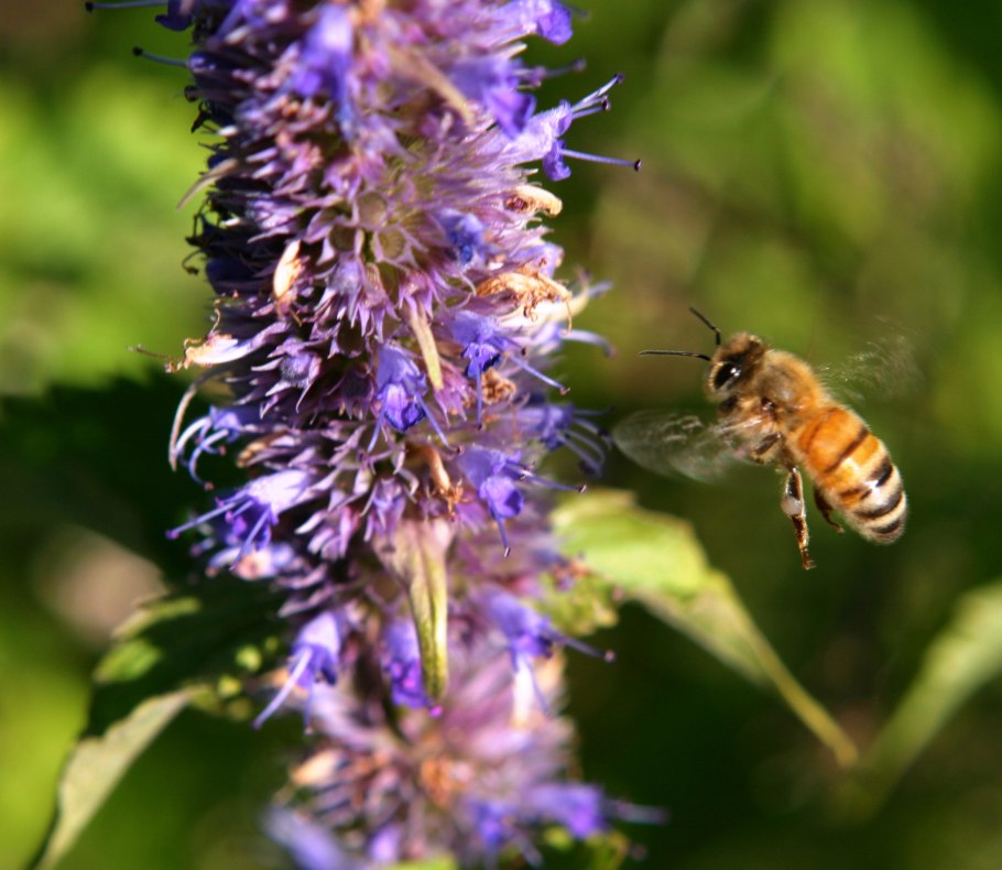 Мордовник обыкновенный (Echinops ritro)