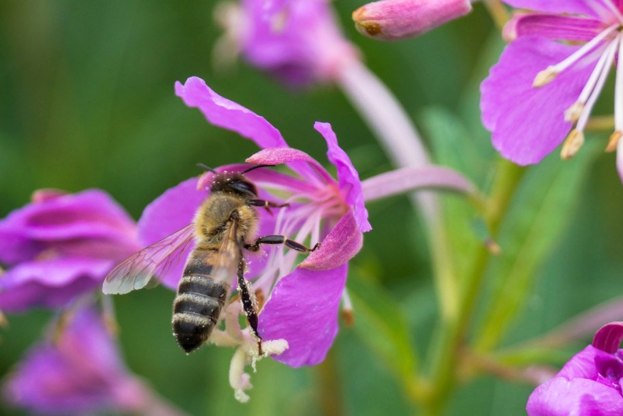 Синяк обыкновенный медонос