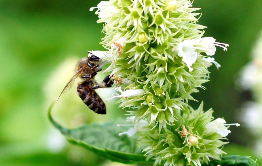 Лекарственные медоносные травы