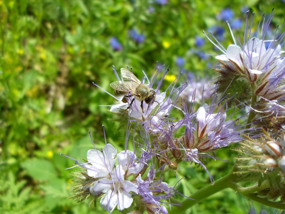 Фацелия медонос