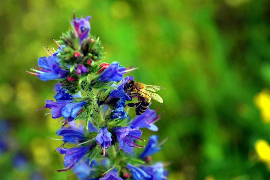 Козлятник трава