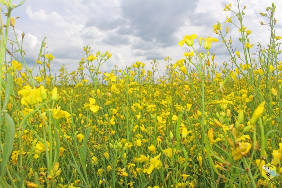 Иван чай медонос