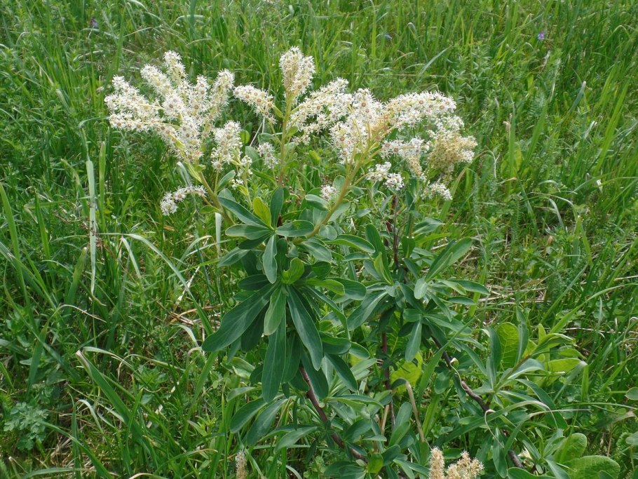 Сибирка Алтайская