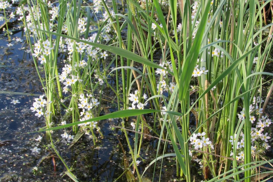 Икотник плод