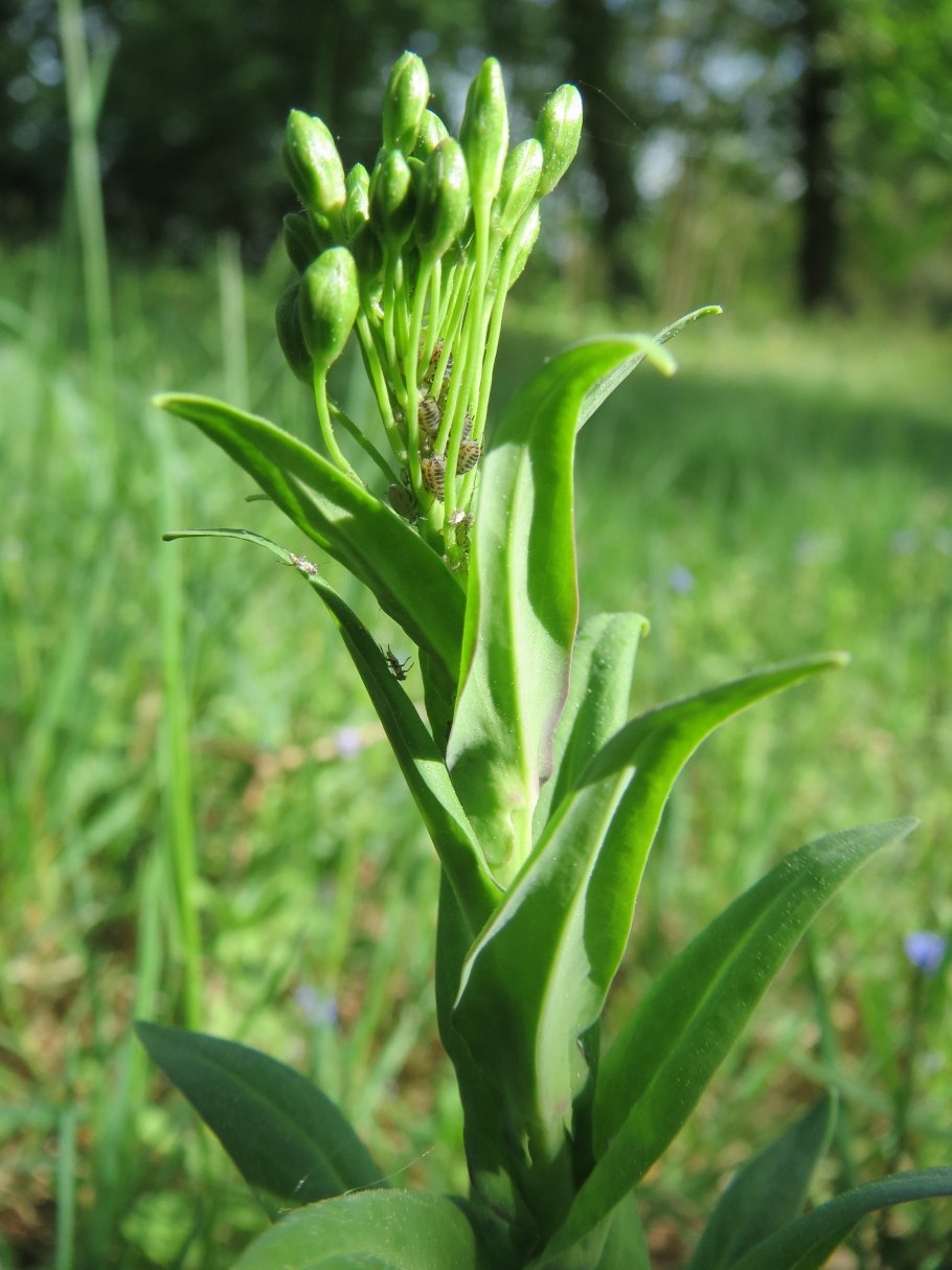 Икотник полевой цветок