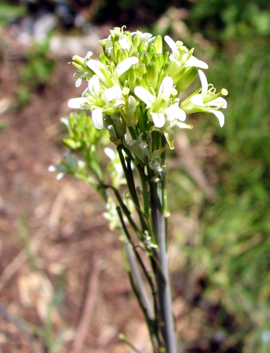Вяжечка гладкая (Turritis glabra)
