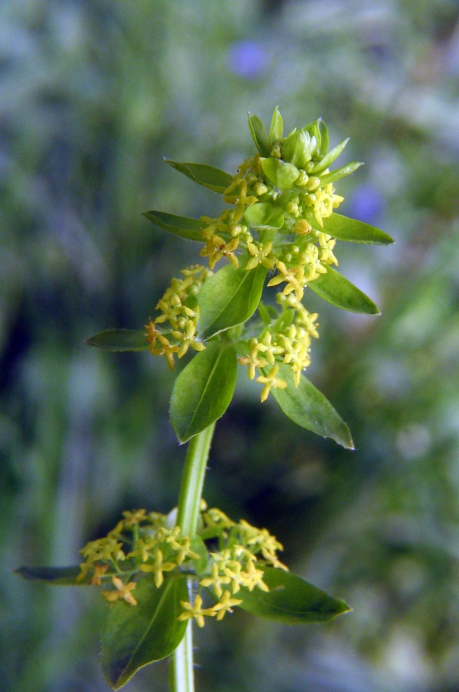 Вяжечка шершавая - Википедия