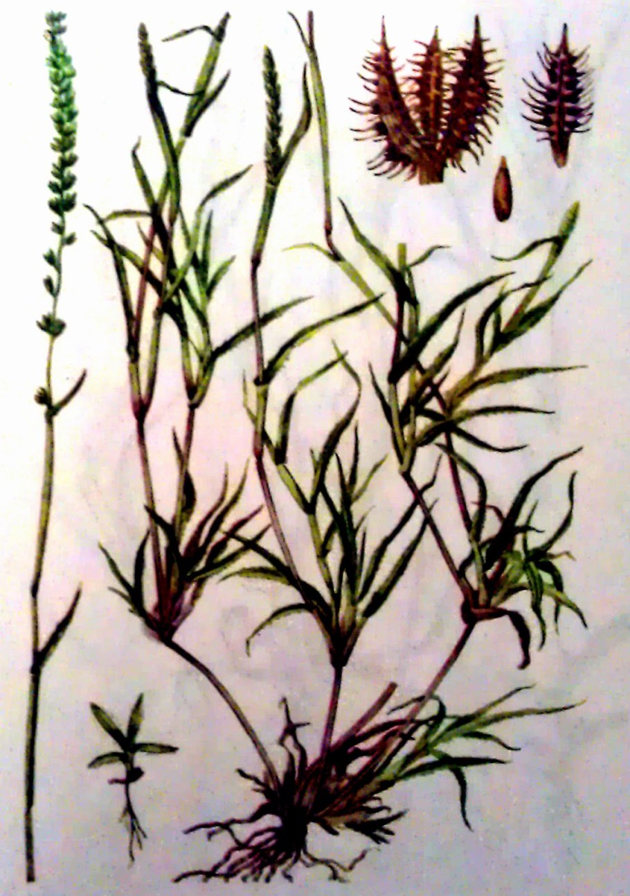 Солодка голая Фармакогнозия