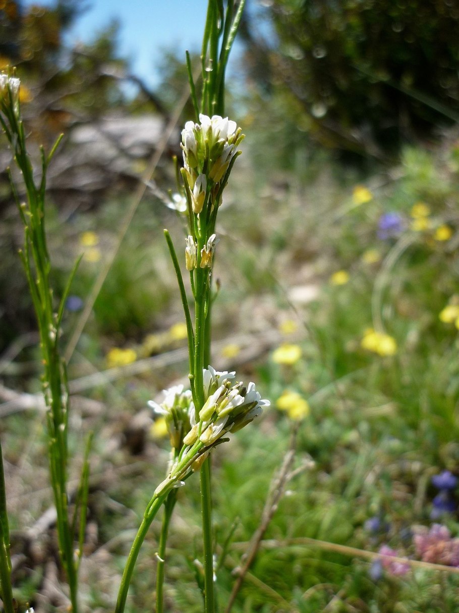 Башенница гладкая