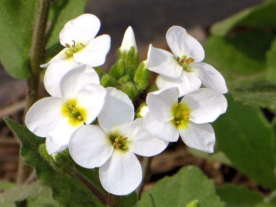 Арабис резуха