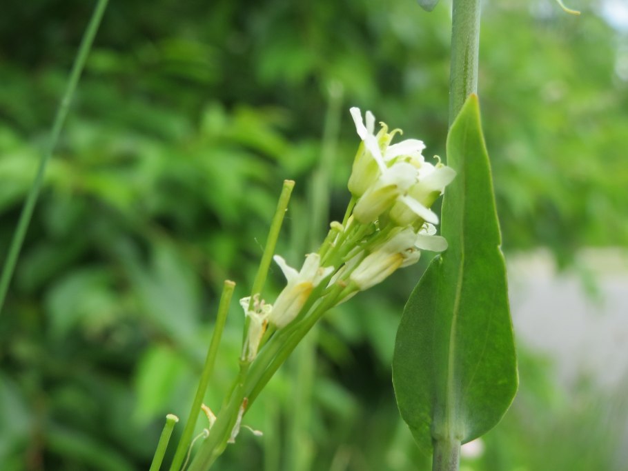 Резушка Таля