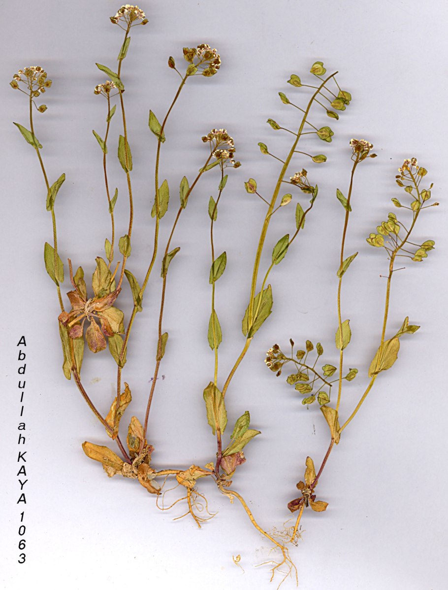 Резуха стреловидная