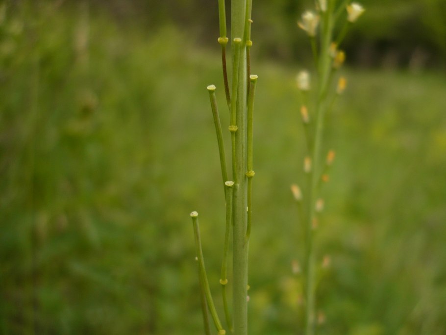 Вяжечка шершавая - Википедия