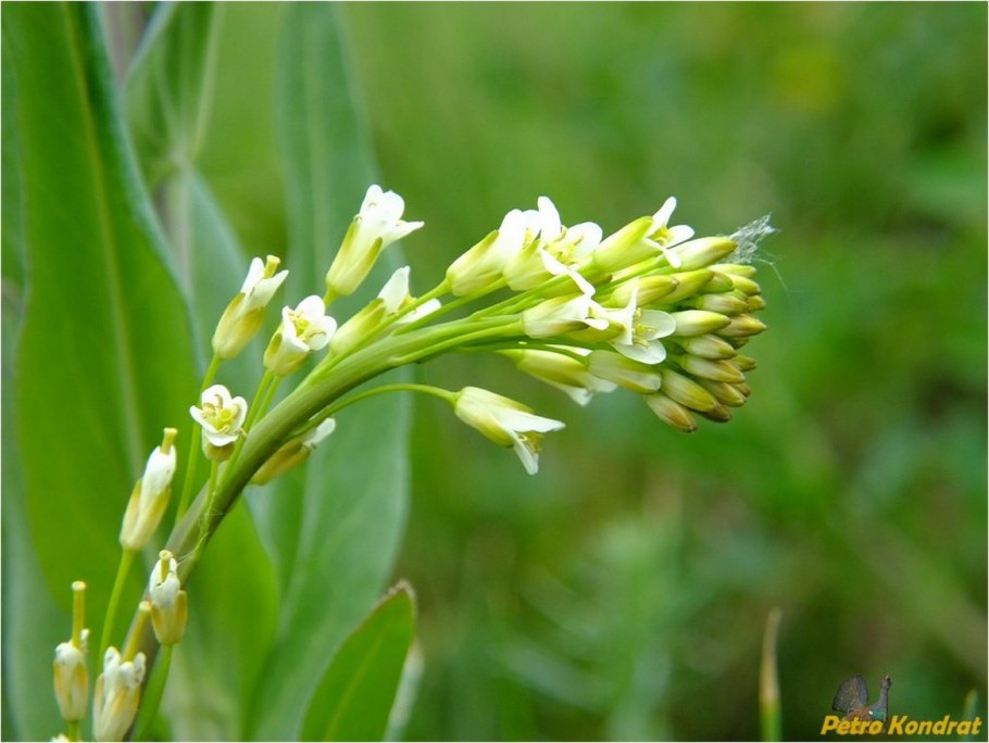 Вяжечка растение