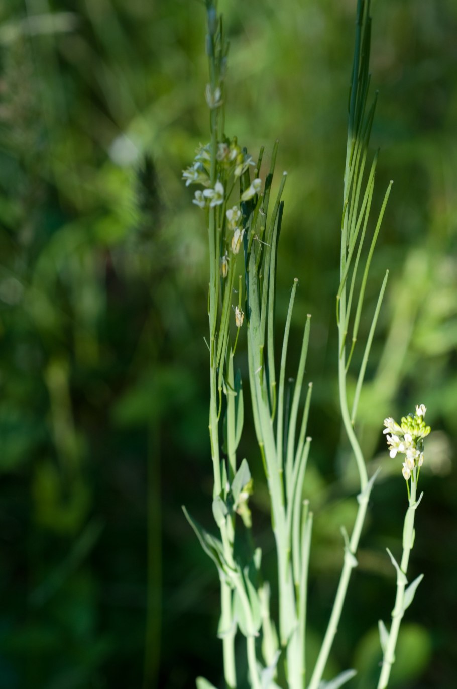 Растение Башенница голая