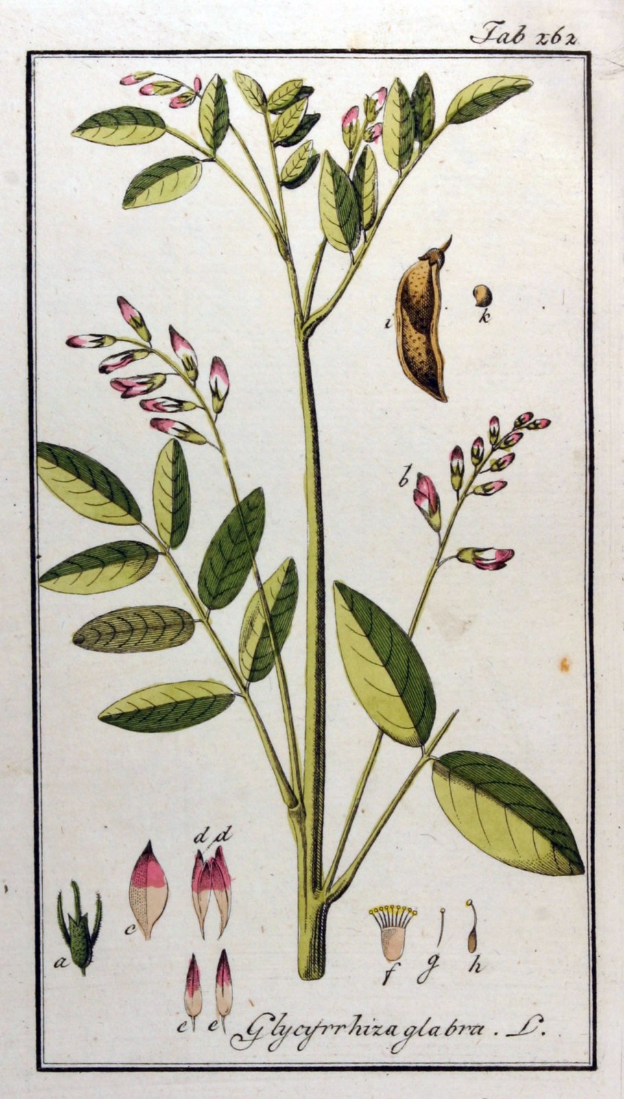 Вяжечка гладкая гербарий