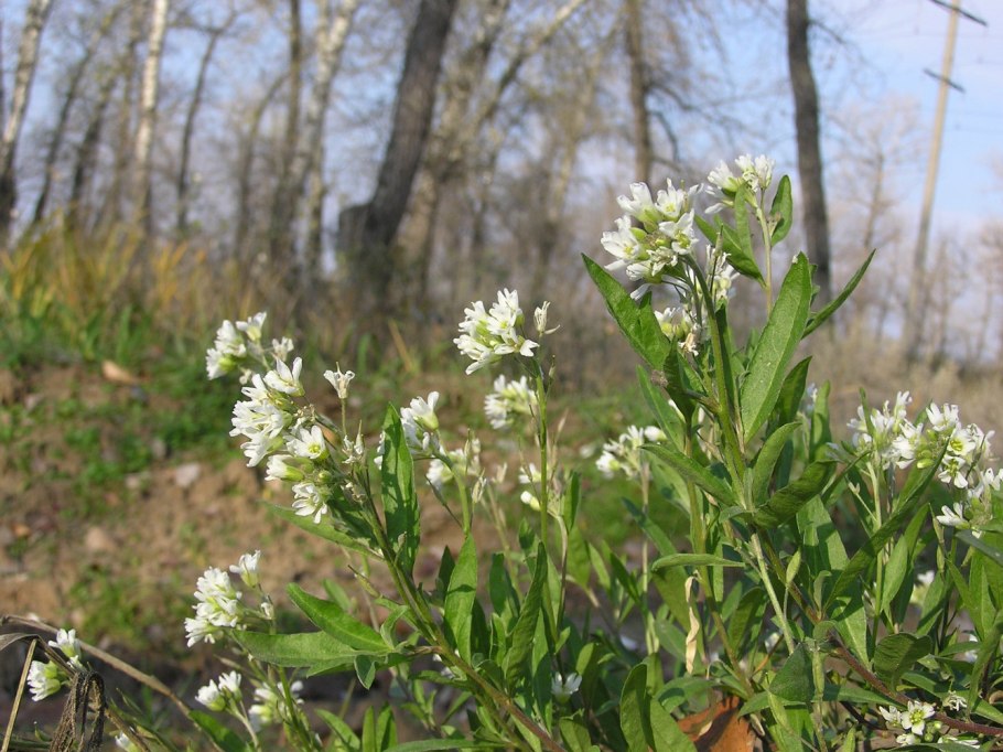 ХМАО. Трава.Прейри. Рагворт