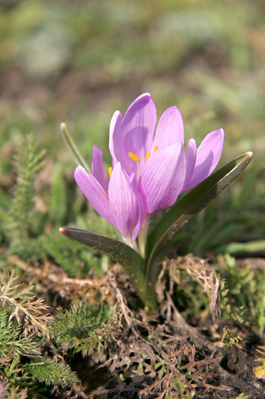 Брандушка первоцвет