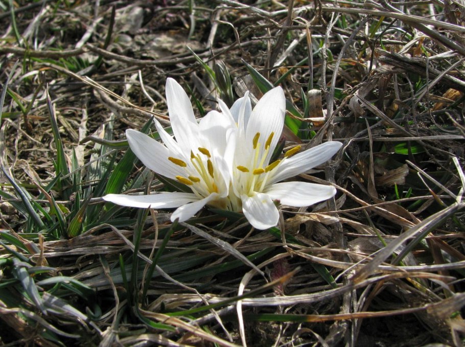 Воронинский заповедник растения