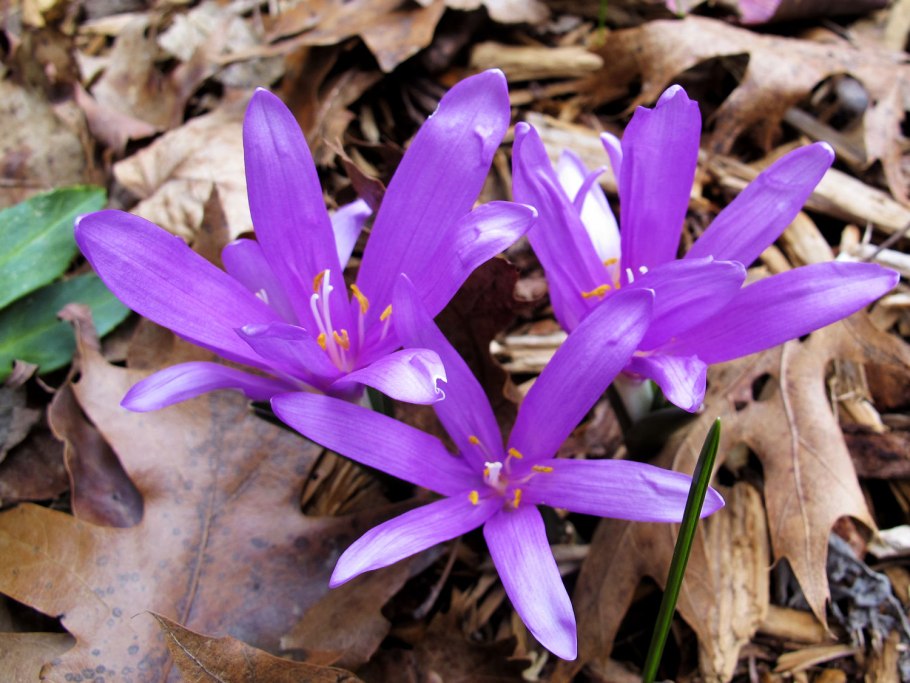 Крокус брандушка