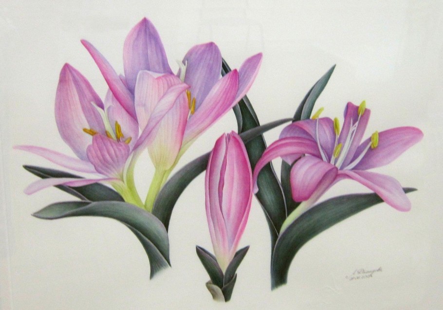 Брандушка разноцветная раскраска