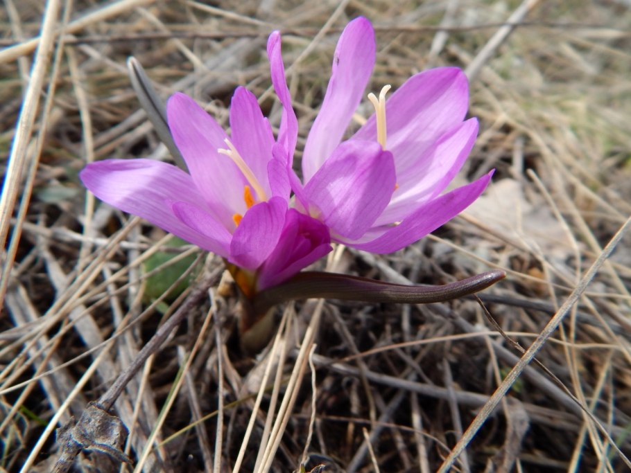 Брандушка первоцвет
