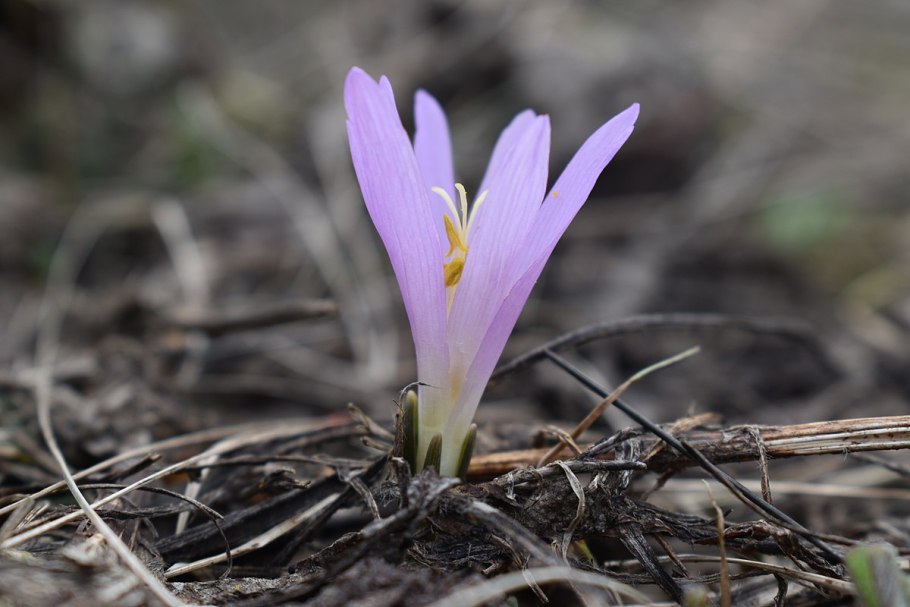 Брандушка белая