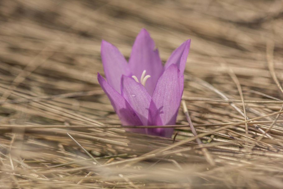 Нарцисс брандушка