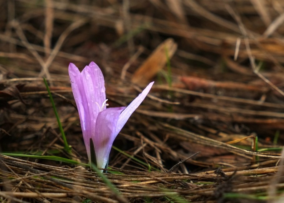 Бульбокодиум брандушка