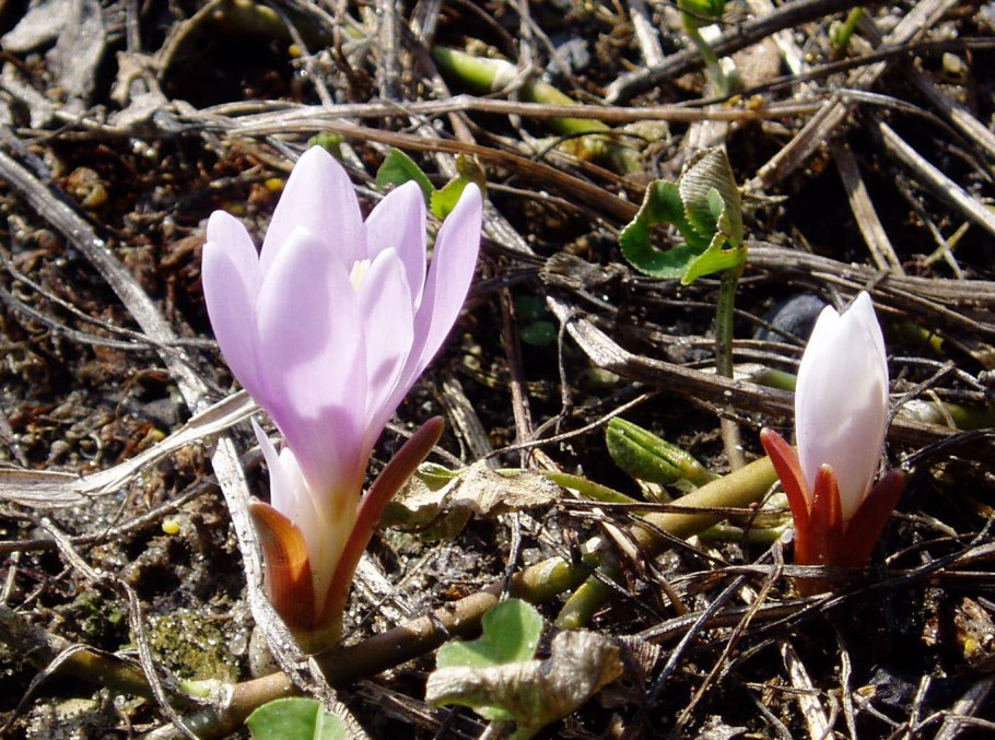 Брандушка Ростовская