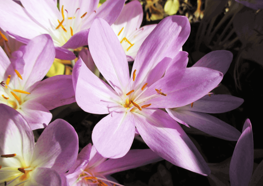 Нарцисс брандушка